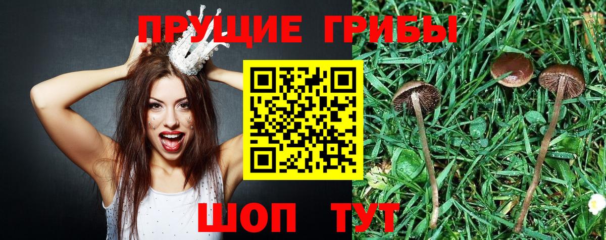 Псилоцибиновые грибы прущие грибы Людиново